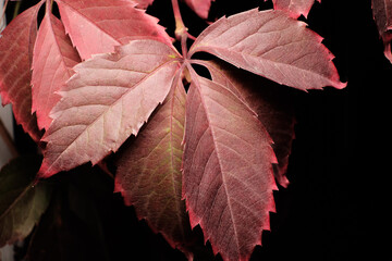 Sticker - red grape leaves on a black background, layout for the designer, space for text