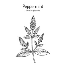 Peppermint Mentha Piperita With Leaves And Flowers