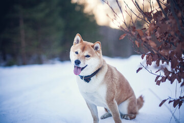 Wall Mural - Potrait of a red Shiba inu in the snow. Happy dog in winter. Dog sitting in front of a tree with red and brown leaves