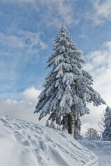 Poster - sapins enneigés dans les Vosges