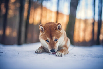 Wall Mural - Portrait of an Shiba inu in the snow. Dog lying on the snowy ground . Sunlight shines trough the trees. Happy dog in winter