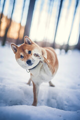 Wall Mural - Portrait of an Shiba inu in the snow. Dog lying on the snowy ground . Sunlight shines trough the trees. Happy dog in winter