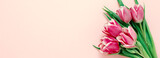 Fototapeta Tulipany - Top view flat lay pink tulips web site banner. Copy space. Spring sale banner.