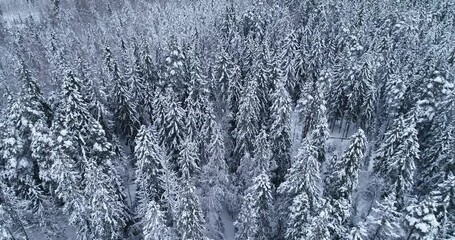 Wall Mural - Frozen treetops, top view camera flies over snowy trees. Flight over white woods. Mystical winter spruce forest.
