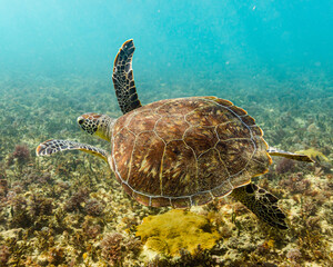  Sea turtle swimming away through ocean