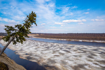 Wall Mural - the river in the summer