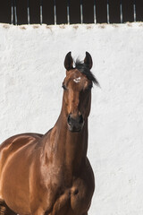 Facial portrait of a beautiful brown thoroughbred horse in freedom