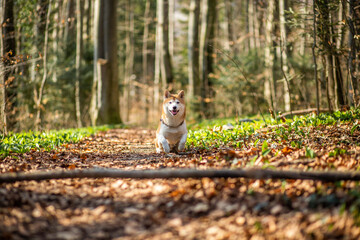 Wall Mural - Portrait of an red Shiba inu in the nature. Dog running and jumping in the forest