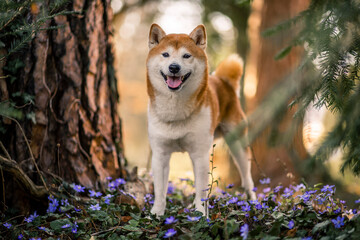 Wall Mural - Portrait of an red Shiba inu standing between trees. Dog in a flower field