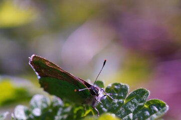 Sticker - Butterfly on a colored background. Insects in nature.