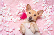 happy valentines dog in bed of marshmallows