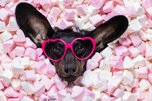 Happy Valentines Dog In Bed Of Marshmallows