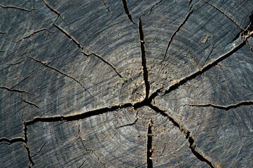 Wall Mural - old wood texture