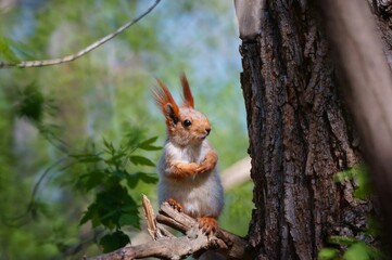fluffy squirrel on a tree branch. animals in nature.