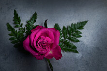 Pink Rose On A Gray-blue Background 