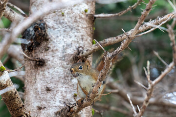 A close up of a red squirrel hides on a branch by blending in with the bark of a tree. The small rodent has a fluffy and furry tail, big black eyes and small fore paws and large hind legs.