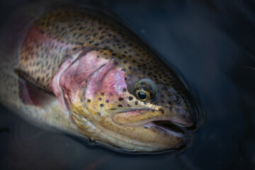 Fishing background. Trophy rainbow trout.	