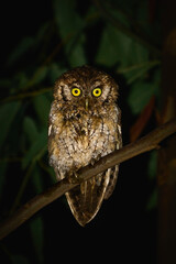 Canvas Print - great horned owl