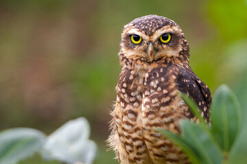 Canvas Print - great horned owl