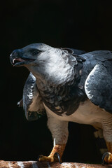 Poster - white tailed eagle