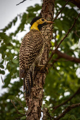 Canvas Print - yellow billed hornbill