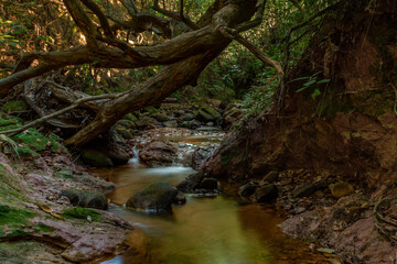 Poster - river in the forest