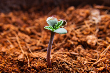 Sprout of marijuana plant growing indoor