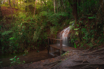 Canvas Print - waterfall in the forest