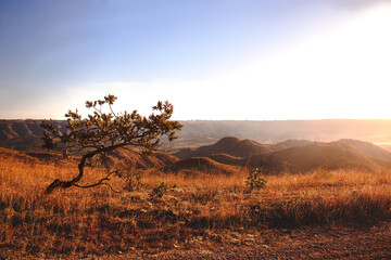 Canvas Print - tree in the sunset