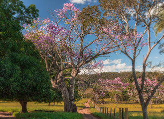 Canvas Print - blooming apple tree