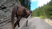 Brown Horse Pulling Wooden Cart. POV. Back View.