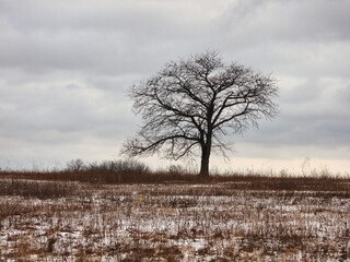 Tree in the Snow: A lone, bare tree sits on snow covered prairie on a cold winter day with an overcast sky depicting gloomy, cold and gray winter