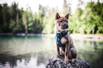 Shikoku sitzt auf einem Stein neben dem See.