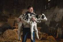 Cinematic Shot Of Young Happy Proud Male Farmer Is Holding On His Arms Ecologically Grown Newborn Calf Used For Biological Milk Products Industry In A Cowshed Stable Of Countryside Dairy Farm. 