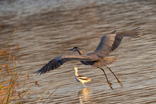 Great Blue Heron Flying In Beautiful Sunset Light, Seen In A North California Marsh