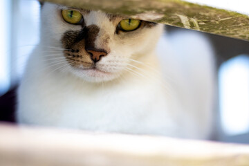 White cat with green eyes peering over the porch