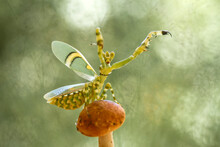 Jeweled Flower Mantis On Beautiful Pose