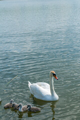 Wall Mural - pair of swans with little swans