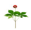 Wild root ginseng with red berries. Medicinal plant ginseng isolated on white background (Panax ginseng).          