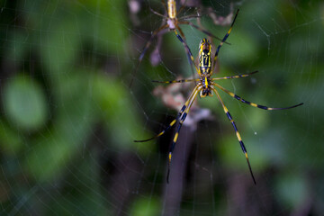 spider on the web