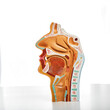 © Peakstock - Anatomical sagittal model of nasal cavity, oral cavity, larynx and pharynx for medical and biological education. Close-up, isolated on white
