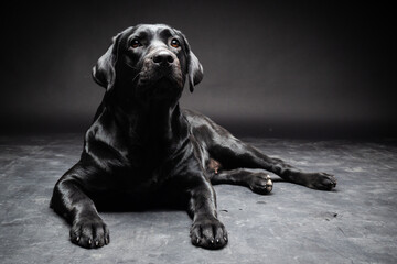 portrait of a labrador retriever dog on an isolated black background.