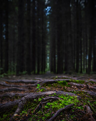 Close-up of green moss on dark ground in a dense forest. Trees lined up in a row on the background. Tree roots on a path in woods. Low view. Wood track. Contrast and details. Beautiful dark wallpaper.