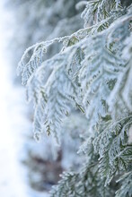 Thuja Frozen Branches, Hoarfrosted Green Leaves On Snow White Background With Copy Space, Christmas Background
