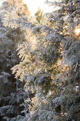 Wall Mural - Hoarfrosted thuja branches in morning light, Evergreen tree with frost and snow for christmas background with copy space