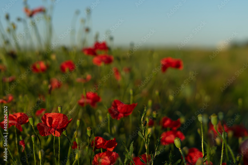 Red poppies on a field of flowers on a sunny summer day - obrazy, fototapety, plakaty 