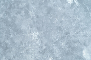 Wall Mural - Detail of snowflakes in winter.