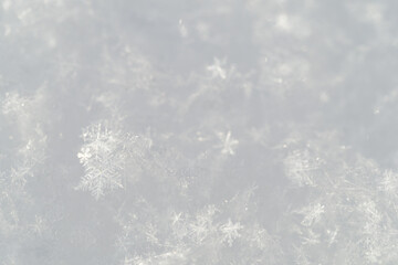 Wall Mural - Detail of snowflakes in winter.