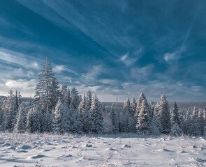 Snow-covered conifer forest on a high hill in frosty winter day. Frozen grass and trees in the rays of cold winter Sun.