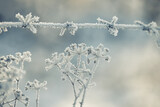 Fototapeta Dmuchawce - delicate openwork flowers in the frost. Gently lilac frosty natural winter background. Beautiful winter morning in the fresh air. Soft focus. 